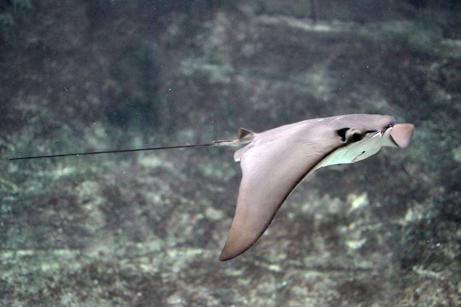 Check our our Shark and Ray Cove!